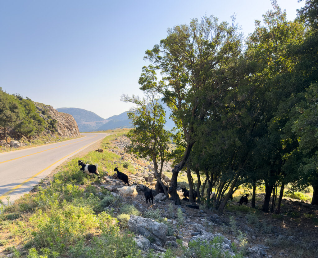 Goats along the mountain road to Sfakia on the drive down from Chania in Crete