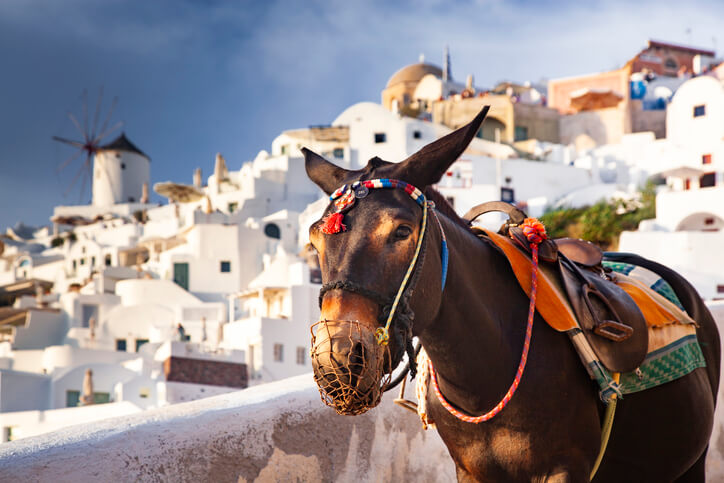 A decorated donkey wearing a traditional harness and muzzle stands in front of whitewashed buildings and a windmill in Oia, Santorini, Greece. The late afternoon sun casts warm light over the iconic cliffside village.