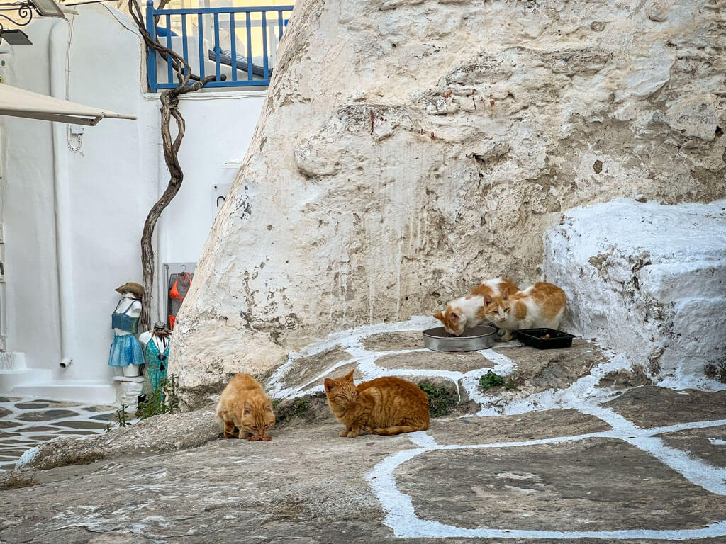 A group of stray cats, including two ginger ones and three white and orange ones, gather around food bowls on a sun-bleached stone path in Mykonos. Behind them, a rough whitewashed wall curves around a corner near a boutique with mannequins in summery dresses, capturing a quiet slice of everyday island life.